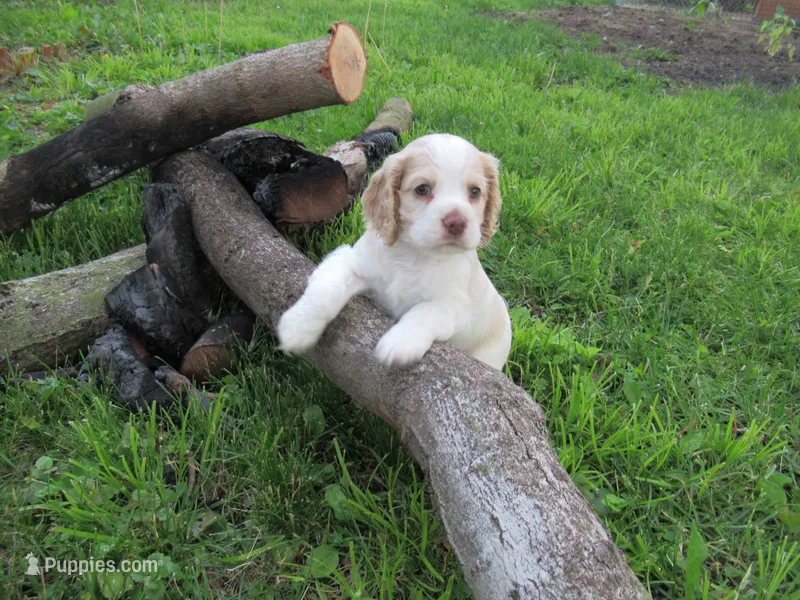Candy – Cocker Spaniel puppy for sale in North Manchester, IN