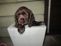 Cobalt, a male Cocker Spaniel for sale in North Manchester, IN – 3 of 4