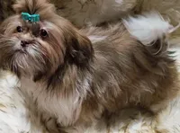 AKC Jasper, a male Shih Tzu for sale in Park Hills, MO – Photo 4 of 5