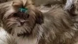 Jasper, a male Shih Tzu for sale in Park Hills, MO – Photo 2 of 3