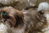 AKC Jasper, a male Shih Tzu for sale in Park Hills, MO – Photo 2 of 5