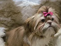 AKC Fiona, a female Shih Tzu for sale in Park Hills, MO – Photo 2 of 3