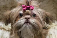 AKC Fiona, a female Shih Tzu for sale in Park Hills, MO – Photo 3 of 3