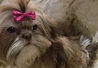 AKC Fiona, a female Shih Tzu for sale in Park Hills, MO – Photo 1 of 3