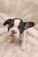 Freddy, a male French Bulldog for sale in Austin, TX – Photo 2 of 5