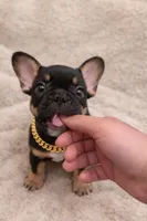 Freddy, a male French Bulldog for sale in Austin, TX – Photo 5 of 5