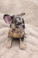 Freddy, a male French Bulldog for sale in Austin, TX – Photo 4 of 5