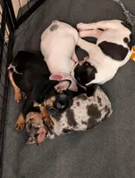 Freddy, a male French Bulldog for sale in Austin, TX – Photo 3 of 5