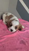 Rose , a female Cavalier King Charles Spaniel for sale in Martinsville, IN – 4 of 5