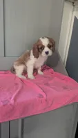 Lacy, a female Cavalier King Charles Spaniel for sale in Martinsville, IN – 3 of 5