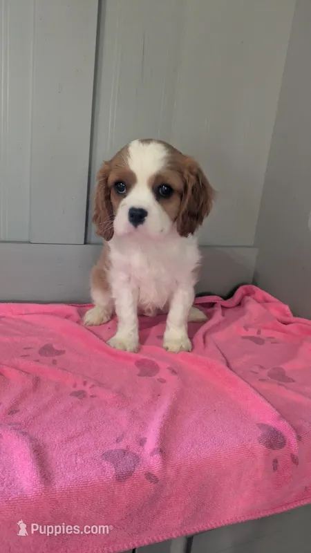 Lacy – Cavalier King Charles Spaniel puppy for sale in Martinsville, IN