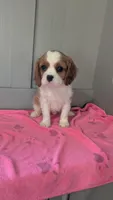Lacy, a female Cavalier King Charles Spaniel for sale in Martinsville, IN – 1 of 5