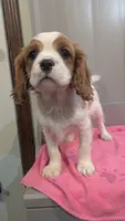 Princess, a female Cavalier King Charles Spaniel for sale in Martinsville, IN – Photo 1 of 6