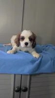 Bow, a male Cavalier King Charles Spaniel for sale in Martinsville, IN – 3 of 5