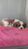 Lacy, a female Cavalier King Charles Spaniel for sale in Martinsville, IN – 4 of 5