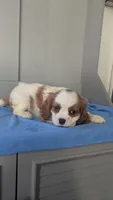 Bow, a male Cavalier King Charles Spaniel for sale in Martinsville, IN – 4 of 5