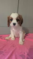 Rose , a female Cavalier King Charles Spaniel for sale in Martinsville, IN – 2 of 5
