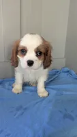 Bow, a male Cavalier King Charles Spaniel for sale in Martinsville, IN – 2 of 5
