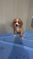 Tucker, a male Cavalier King Charles Spaniel for sale in Martinsville, IN – 2 of 5