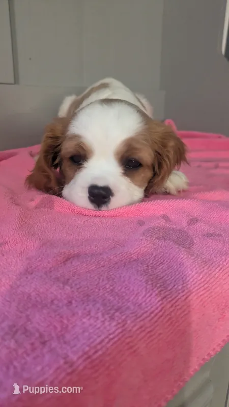 Rose  – Cavalier King Charles Spaniel puppy for sale in Martinsville, IN