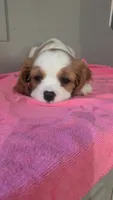 Rose , a female Cavalier King Charles Spaniel for sale in Martinsville, IN – 1 of 5