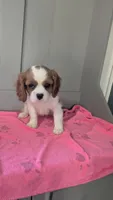 Lacy, a female Cavalier King Charles Spaniel for sale in Martinsville, IN – 5 of 5