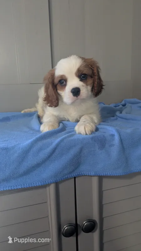 Bow – Cavalier King Charles Spaniel puppy for sale in Martinsville, IN