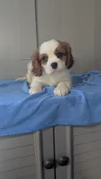 Bow, a male Cavalier King Charles Spaniel for sale in Martinsville, IN – 1 of 5