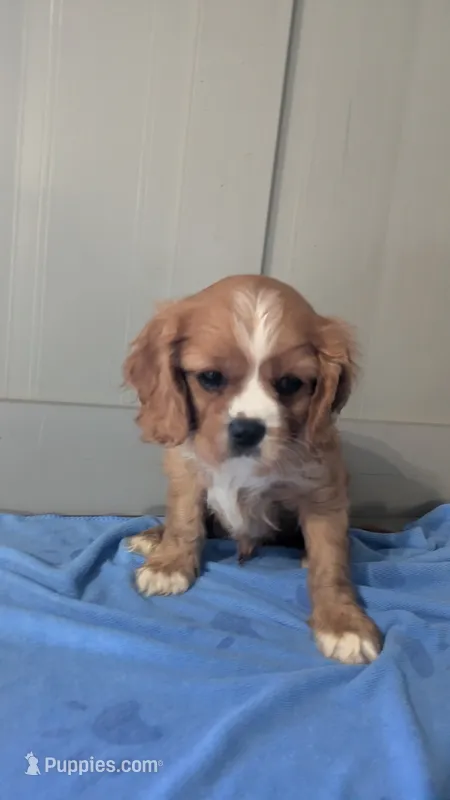 Tucker – Cavalier King Charles Spaniel puppy for sale in Martinsville, IN