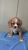 Tucker, a male Cavalier King Charles Spaniel for sale in Martinsville, IN – 1 of 5