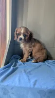 Tucker, a male Cavalier King Charles Spaniel for sale in Martinsville, IN – 3 of 5