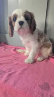 Rose , a female Cavalier King Charles Spaniel for sale in Martinsville, IN – 5 of 5