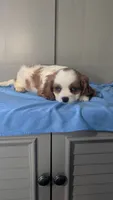 Bow, a male Cavalier King Charles Spaniel for sale in Martinsville, IN – 5 of 5