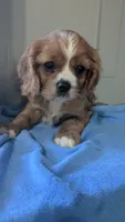 Tucker, a male Cavalier King Charles Spaniel for sale in Martinsville, IN – 5 of 5