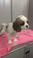 Daisy, a female Cavalier King Charles Spaniel for sale in Martinsville, IN – Photo 2 of 9