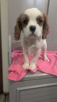 Daisy, a female Cavalier King Charles Spaniel for sale in Martinsville, IN – Photo 6 of 9
