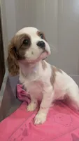 Daisy, a female Cavalier King Charles Spaniel for sale in Martinsville, IN – Photo 1 of 9