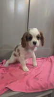 Daisy, a female Cavalier King Charles Spaniel for sale in Martinsville, IN – Photo 9 of 9
