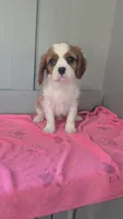 Lacy, a female Cavalier King Charles Spaniel for sale in Martinsville, IN – 2 of 5