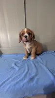 Tucker, a male Cavalier King Charles Spaniel for sale in Martinsville, IN – 4 of 5