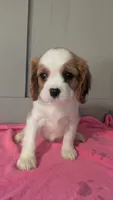 Rose , a female Cavalier King Charles Spaniel for sale in Martinsville, IN – 3 of 5