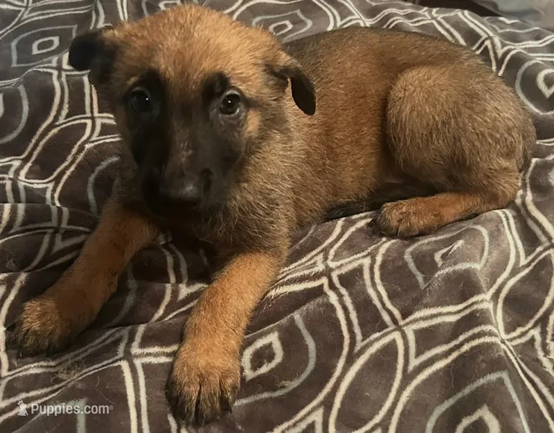 Willie, a male Belgian Malinois and German Shepherd Dog for sale in Tehachapi, CA – Photo 1 of 1