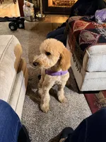 Honey, a female Goldendoodle for sale in Chula Vista, CA – Photo 2 of 3