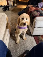 Honey, a female Goldendoodle for sale in Chula Vista, CA – Photo 1 of 3