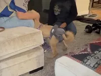 Honey, a female Goldendoodle for sale in Chula Vista, CA – Photo 3 of 3