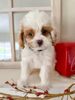 Blue, a male Cavapoo for sale in Las Vegas, NV – Photo 3 of 3