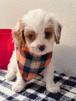 Blue, a male Cavapoo for sale in Las Vegas, NV – Photo 1 of 3