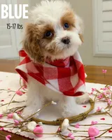 Blue, a male Cavapoo for sale in Las Vegas, NV – Photo 2 of 3