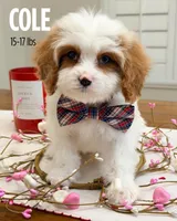 Cole, a male Cavapoo for sale in Las Vegas, NV – Photo 3 of 3