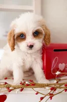 Cole, a male Cavapoo for sale in Las Vegas, NV – Photo 1 of 3